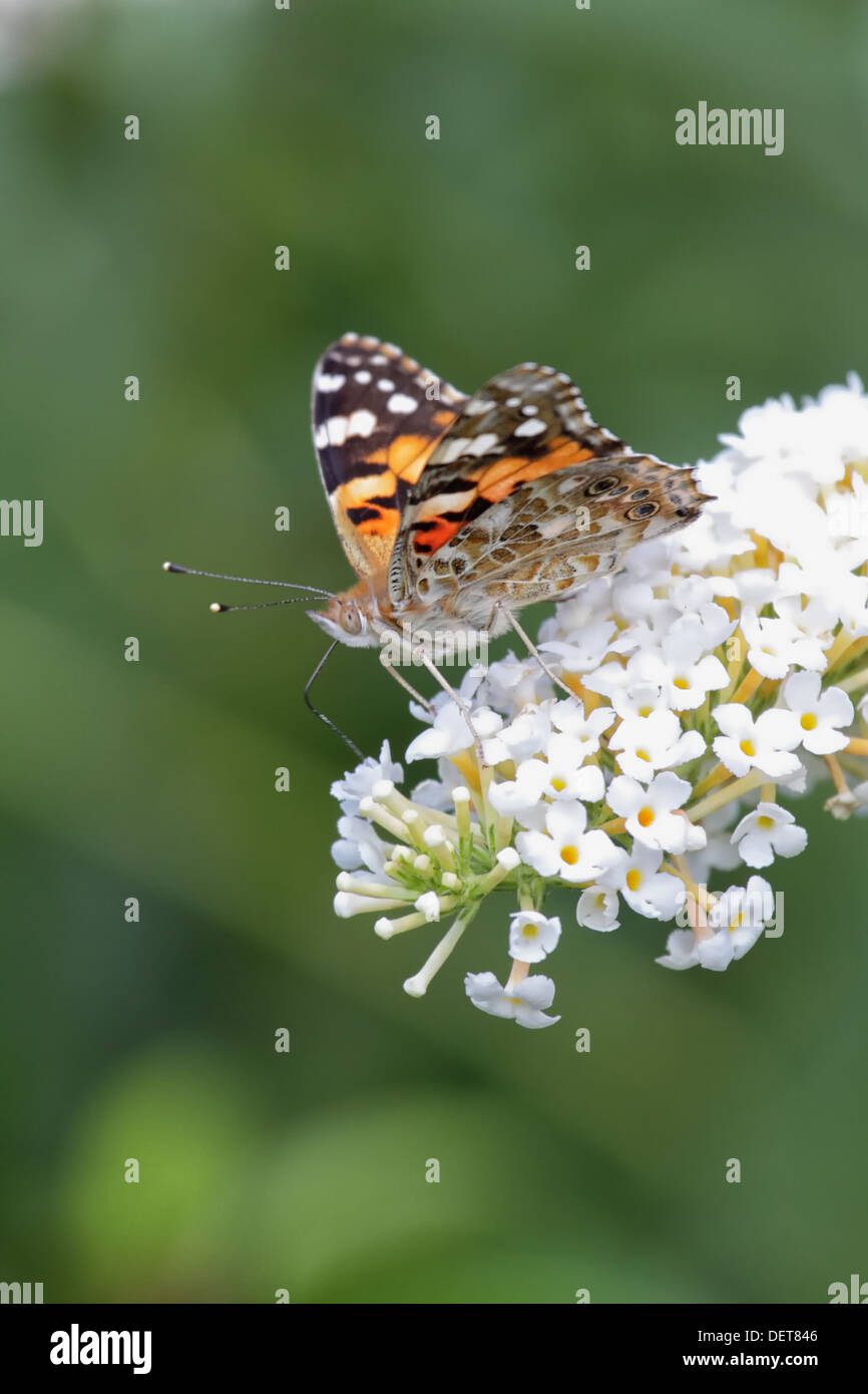 Distelfalter (Vanessa Cardui) sitzend auf der Blüte einen Schmetterlingsstrauch. Stockfoto