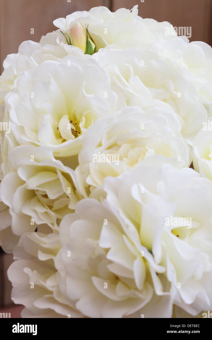 Geschlossene rose Fotos und Bildmaterial in hoher Auflösung Alamy