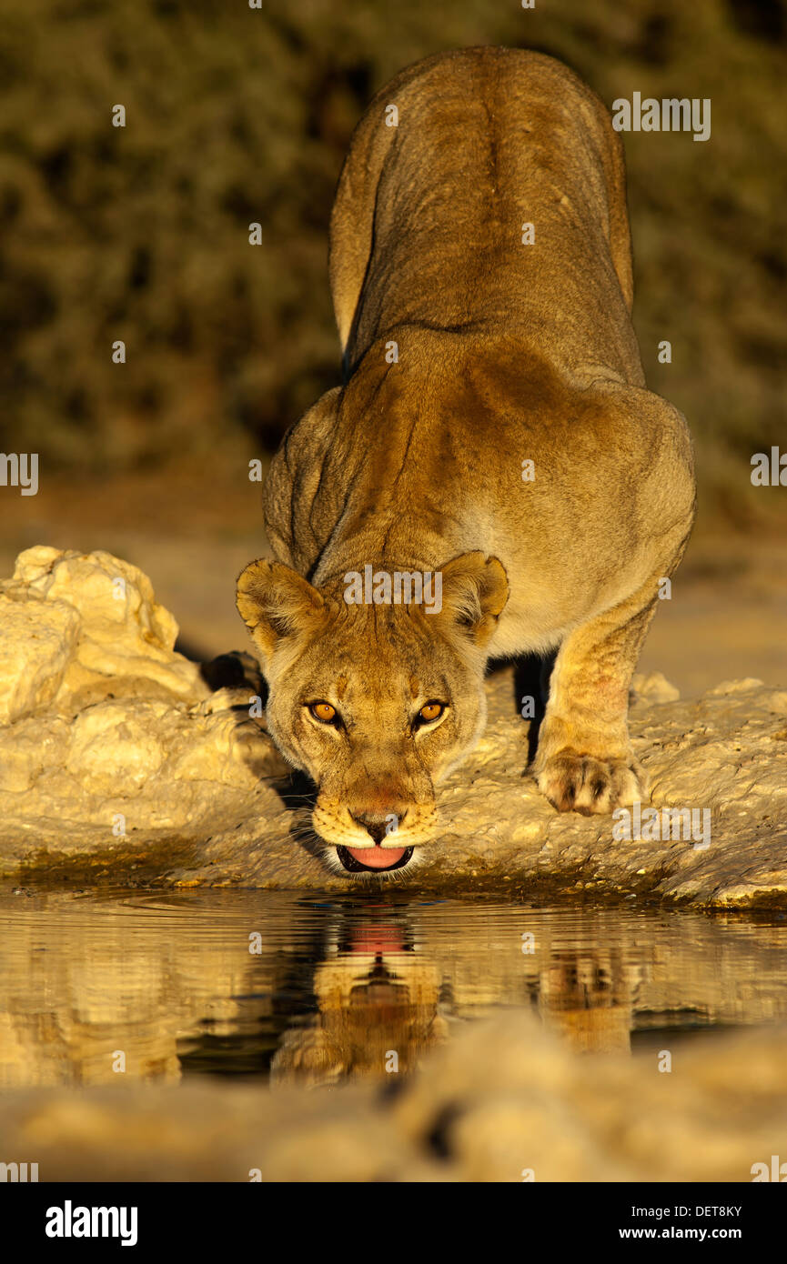Löwin (Panthera leo) trinkt im Cubitje Quap Waterhole, Lgalagadi Transfontier Park, Südafrika Stockfoto
