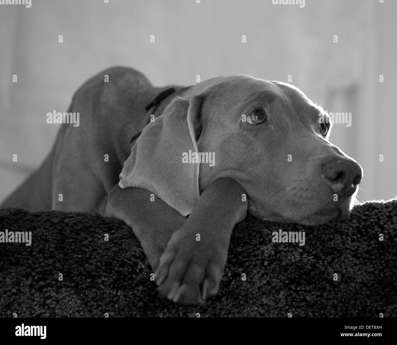 Weimaraner Fotos und Bildmaterial in hoher Auflösung Alamy
