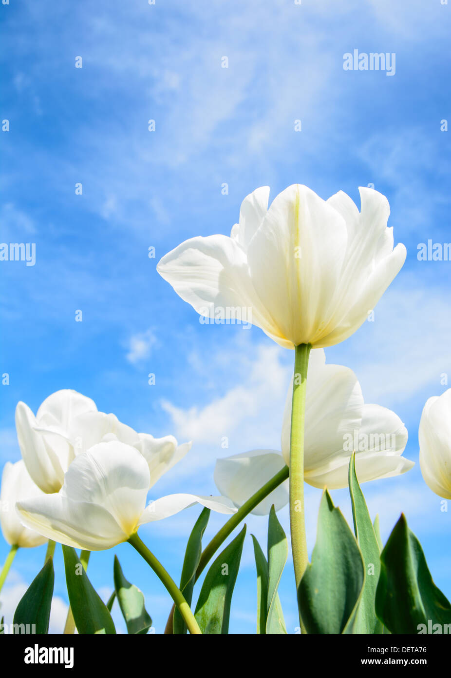 Weiße Tulpe auf den sonnigen Tag und unter dem blauen Himmel Stockfoto