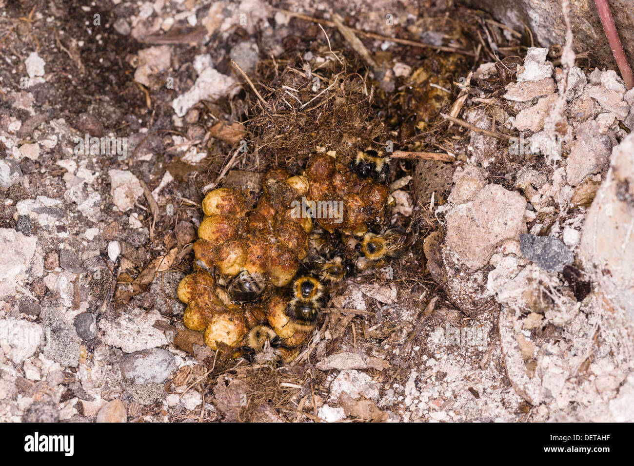 Nest oder Bienenstock der wilden Mauerwerk oder Mauerbienen in einer alten Mauer, Schottland Stockfoto