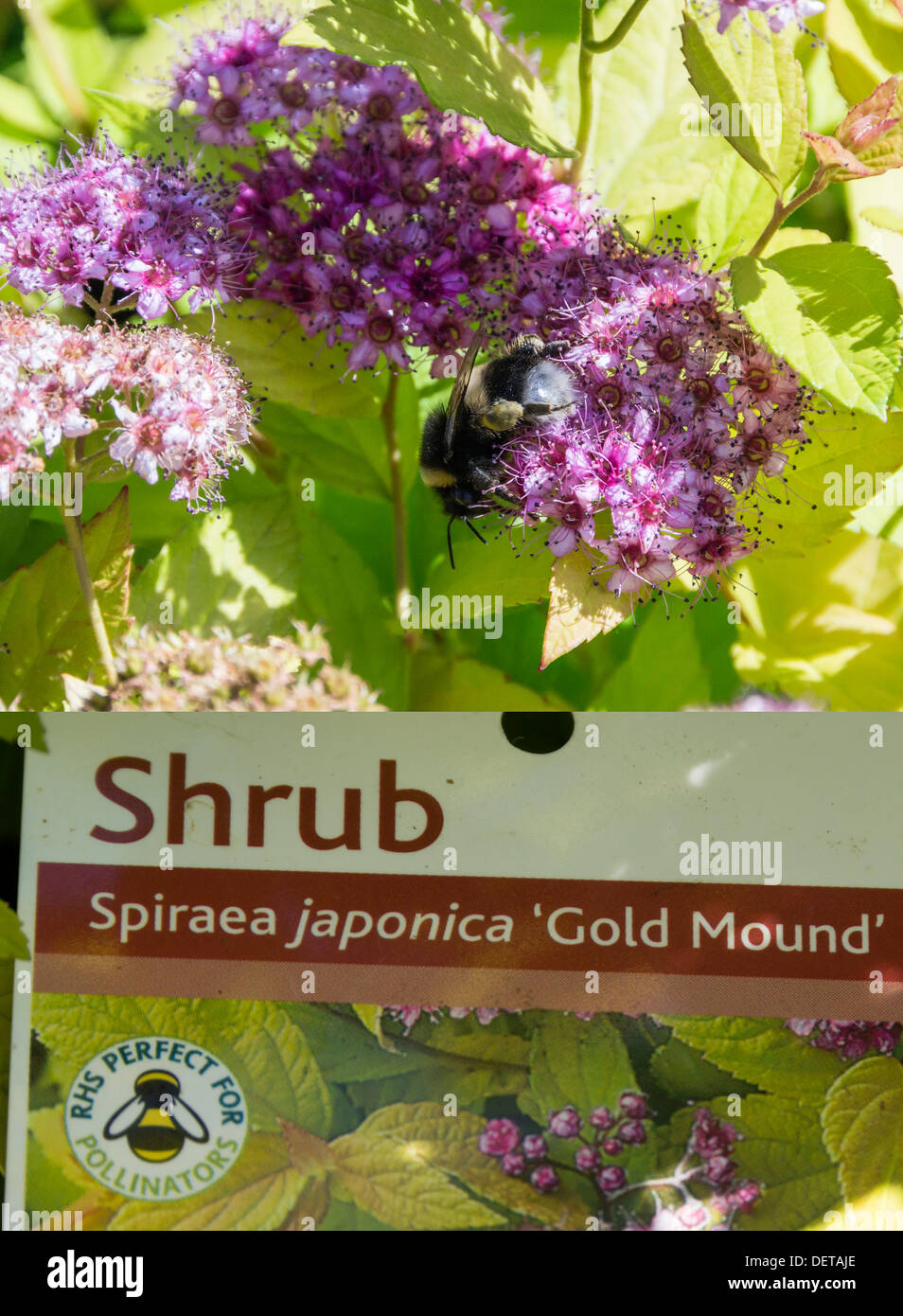 Eine Biene zeigt den Wert der Spiraea Anlage zum Verkauf im Gartencenter mit "Bestäuber" label Stockfoto