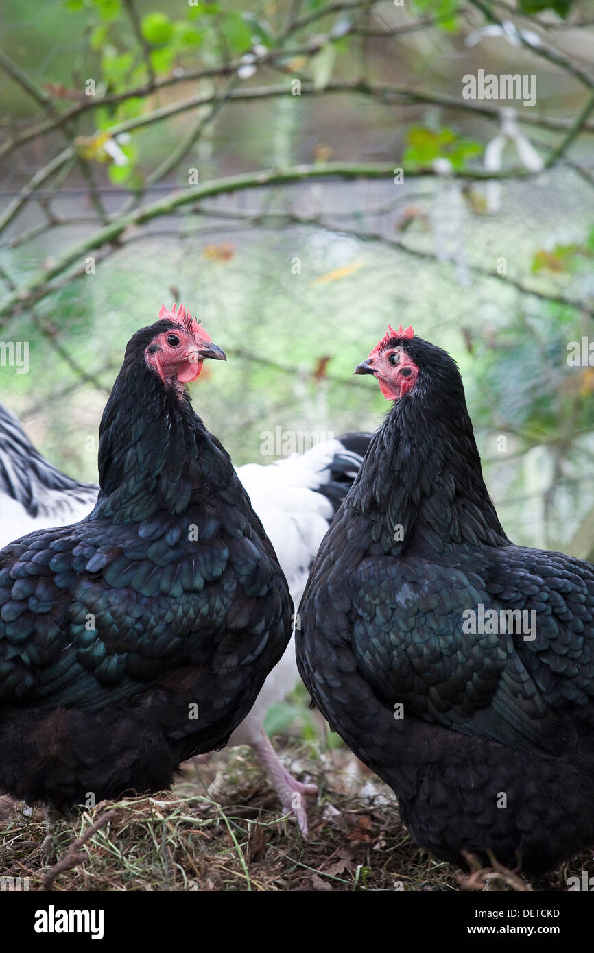 Zwei schwarze Hühner einander in einem Chook Stift gegenüber. Stockfoto