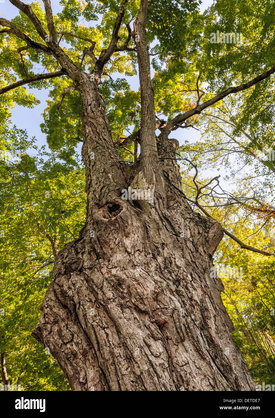 Majestätischer Ahornbaum (Acer sp.) Blick auf Baumkronen von unten vor blauem Himmel, New York State Stockfoto