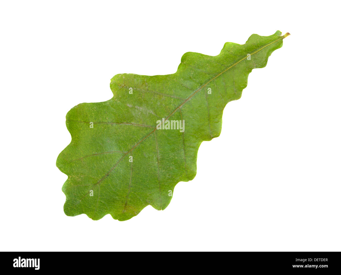Einzelne grüne Eichenblatt auf weiß Stockfoto