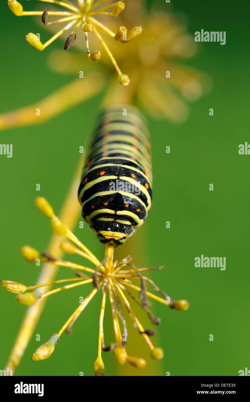 Europäische Schwalbenschwanz-Raupe Stockfoto