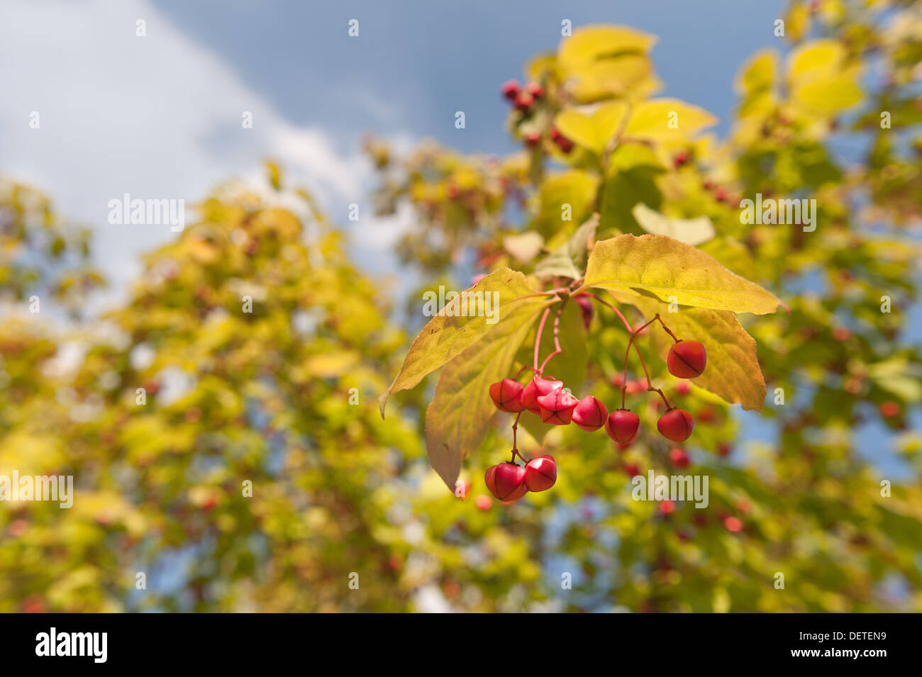 Spindel-Baum mit Kapsel hängende Frucht Beere im Frühherbst Stockfoto