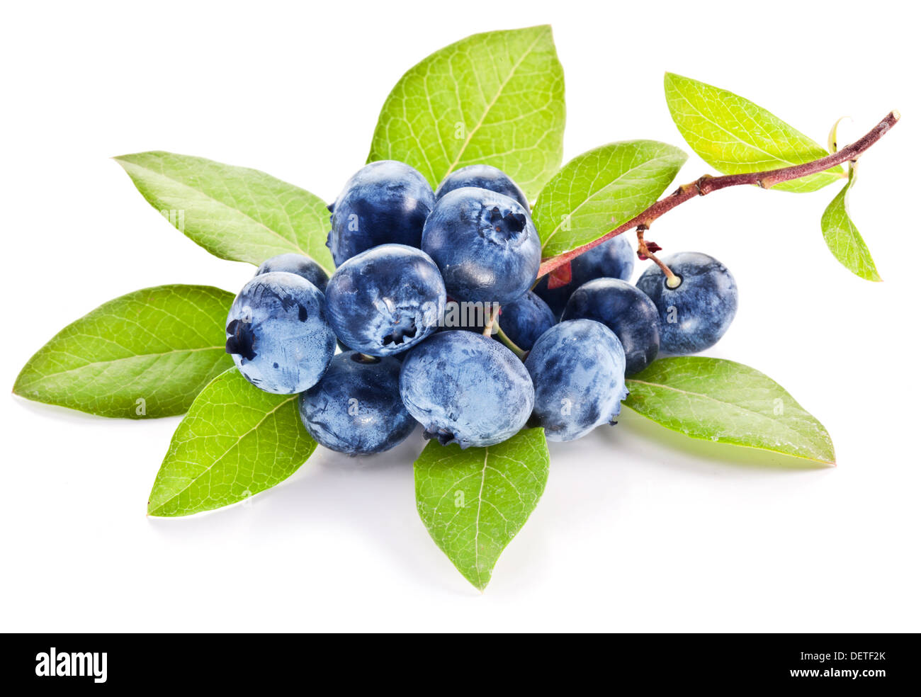 Heidelbeeren mit Blättern auf einem weißen Hintergrund. Studio isoliert. Stockfoto