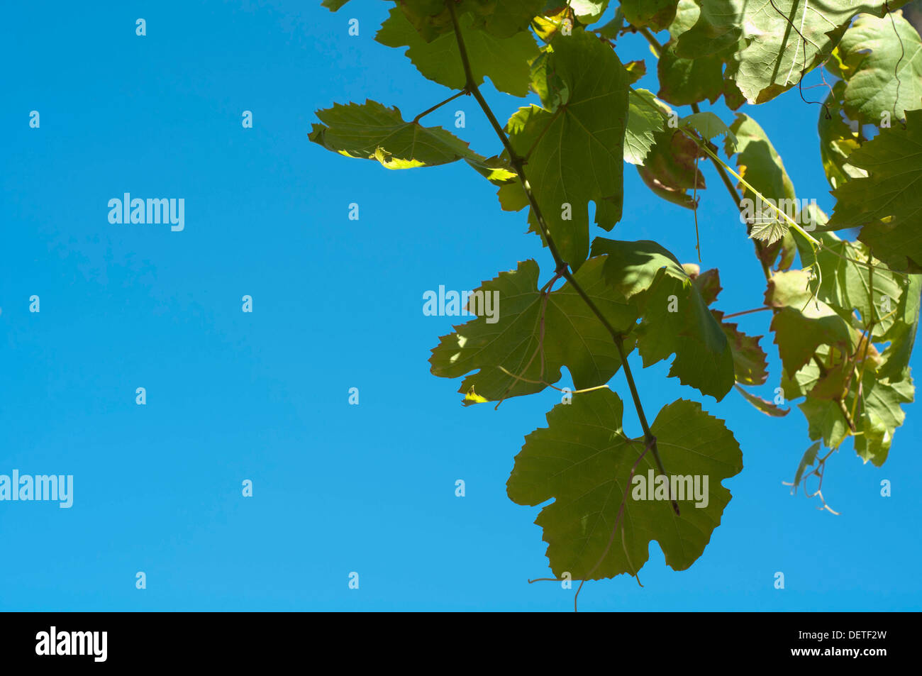 Weinblätter Stockfoto