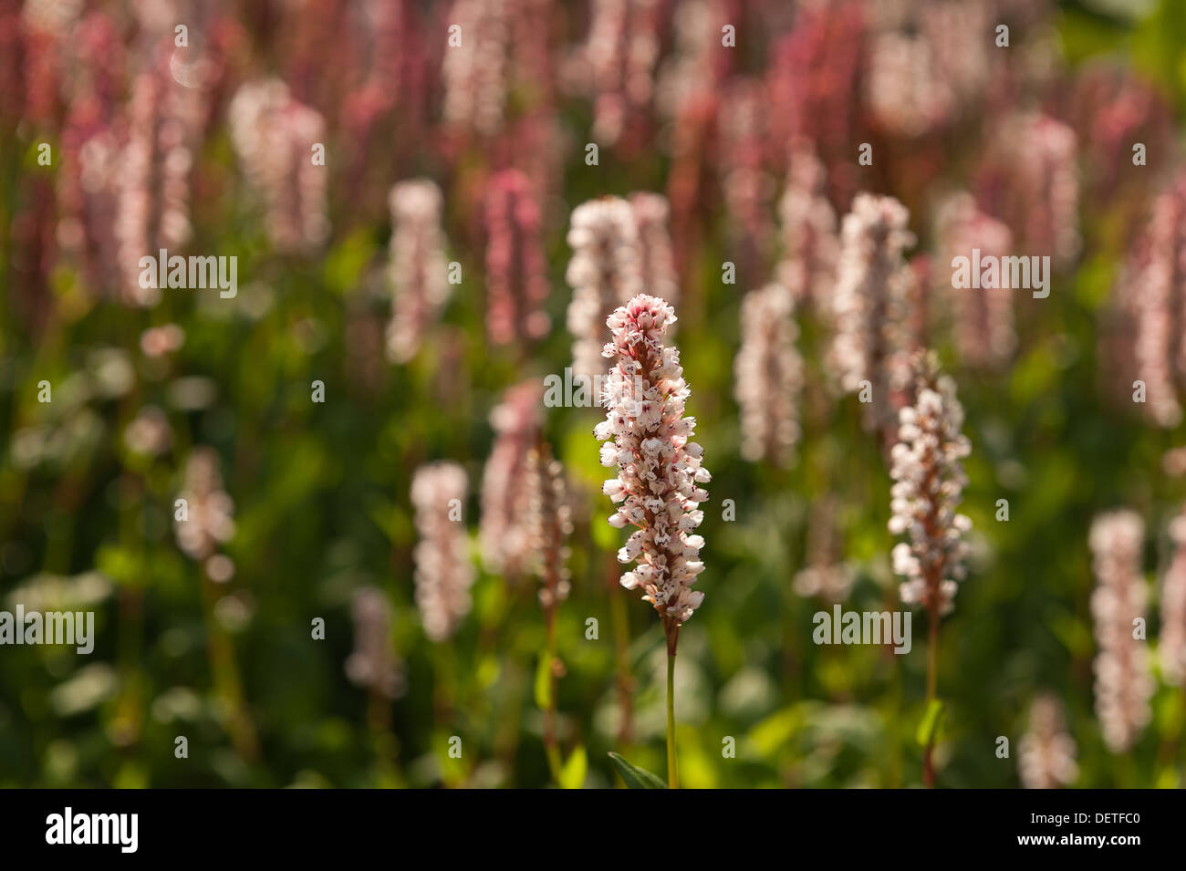 Rosa rote weiße Blüten von Persicaria Affinis Vlies Blume Himalaya-Knöterich Kontrast mit grünen Blättern Stockfoto