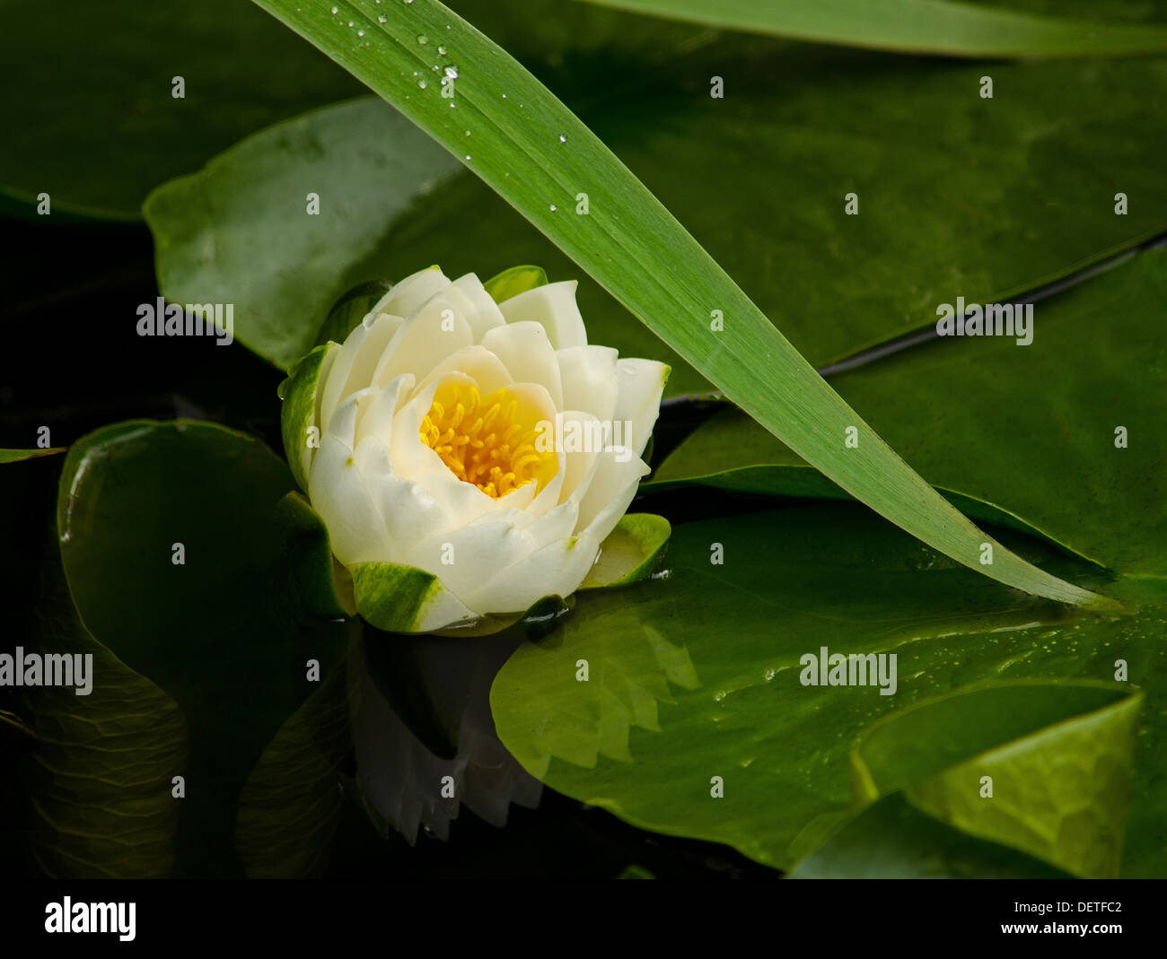 Einzelne Weiße Seerose oder Lotus mit Reflexion Stockfoto