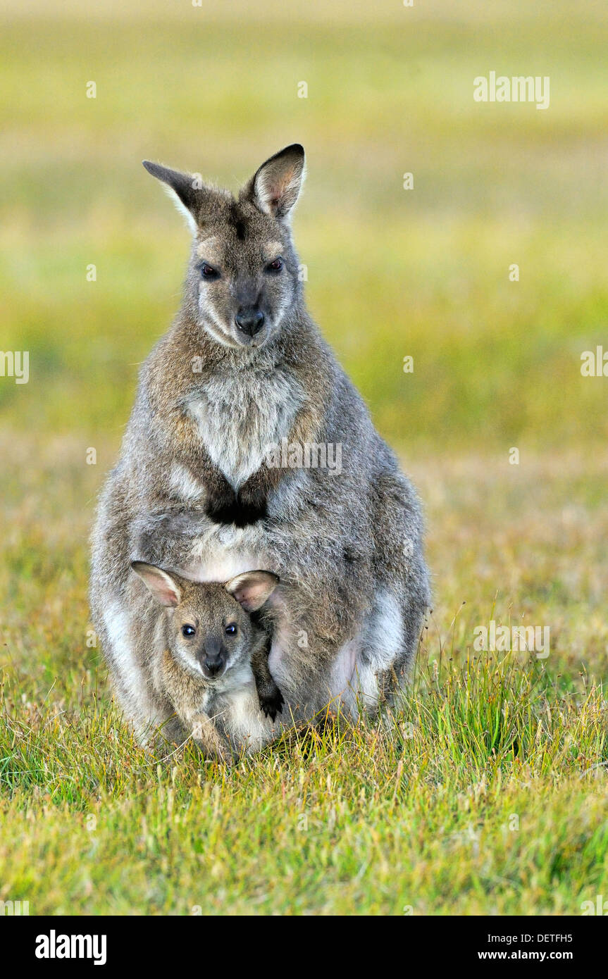 Bennett Wallaby Macropus Rufogriseus weiblich mit Joey im Beutel fotografiert in Tasmanien, Australien Stockfoto