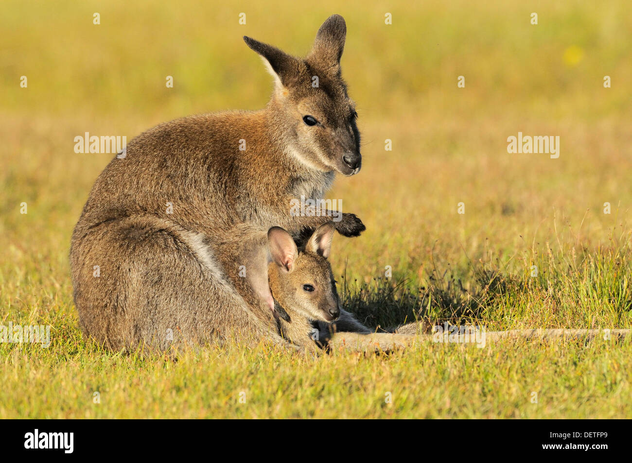 Bennett Wallaby Macropus Rufogriseus Mutter mit Joey im Beutel fotografiert in Tasmanien, Australien Stockfoto