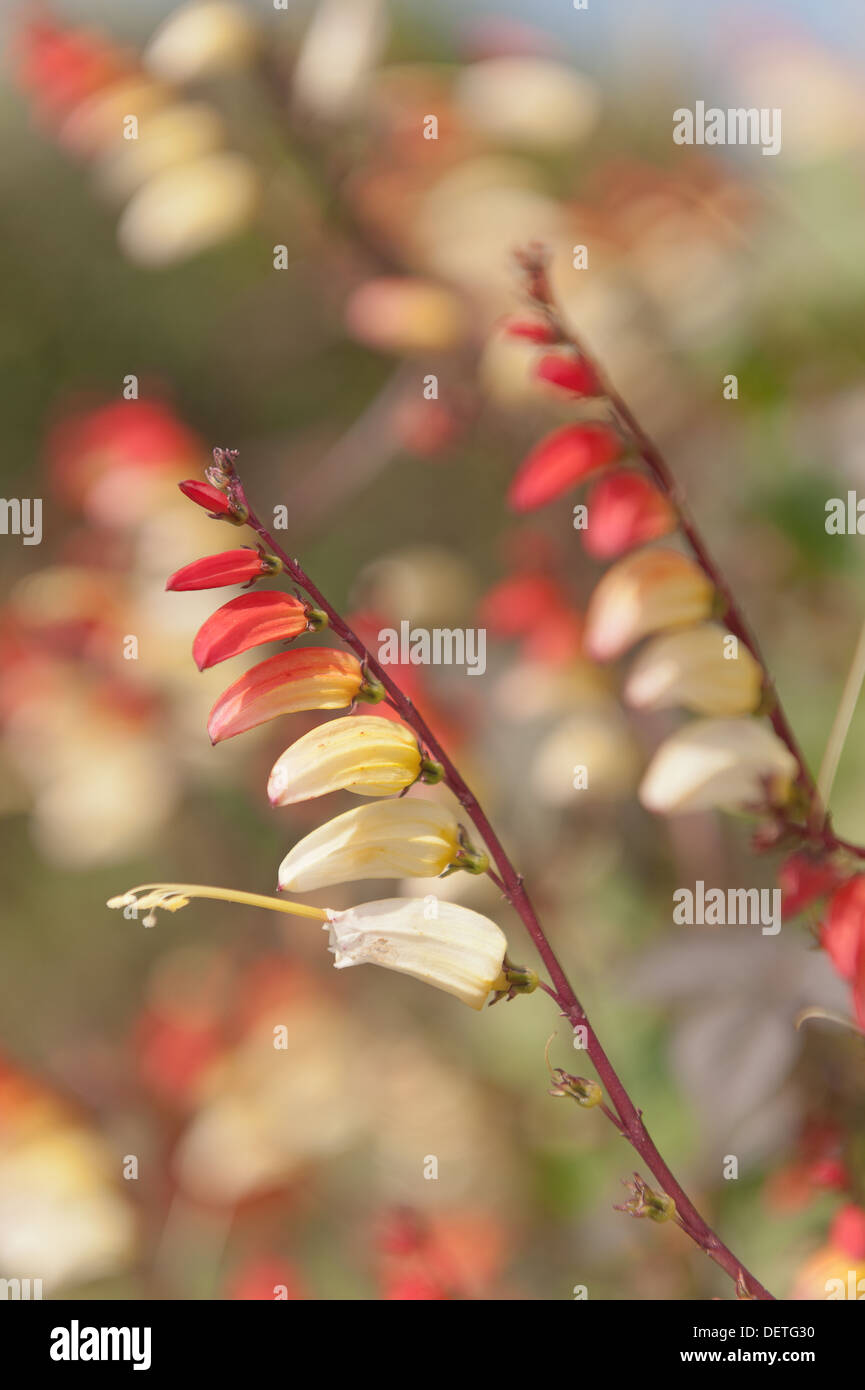 Spanische Flagge interessante Ipomoea Lobata Blumen wie Reihen von Feuerwerkskörpern Stockfoto