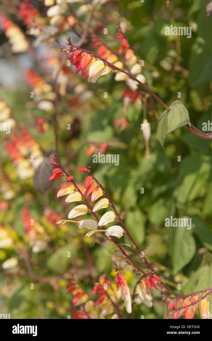Spanische Flagge interessante Ipomoea Lobata Blumen wie Reihen von Feuerwerkskörpern Stockfoto