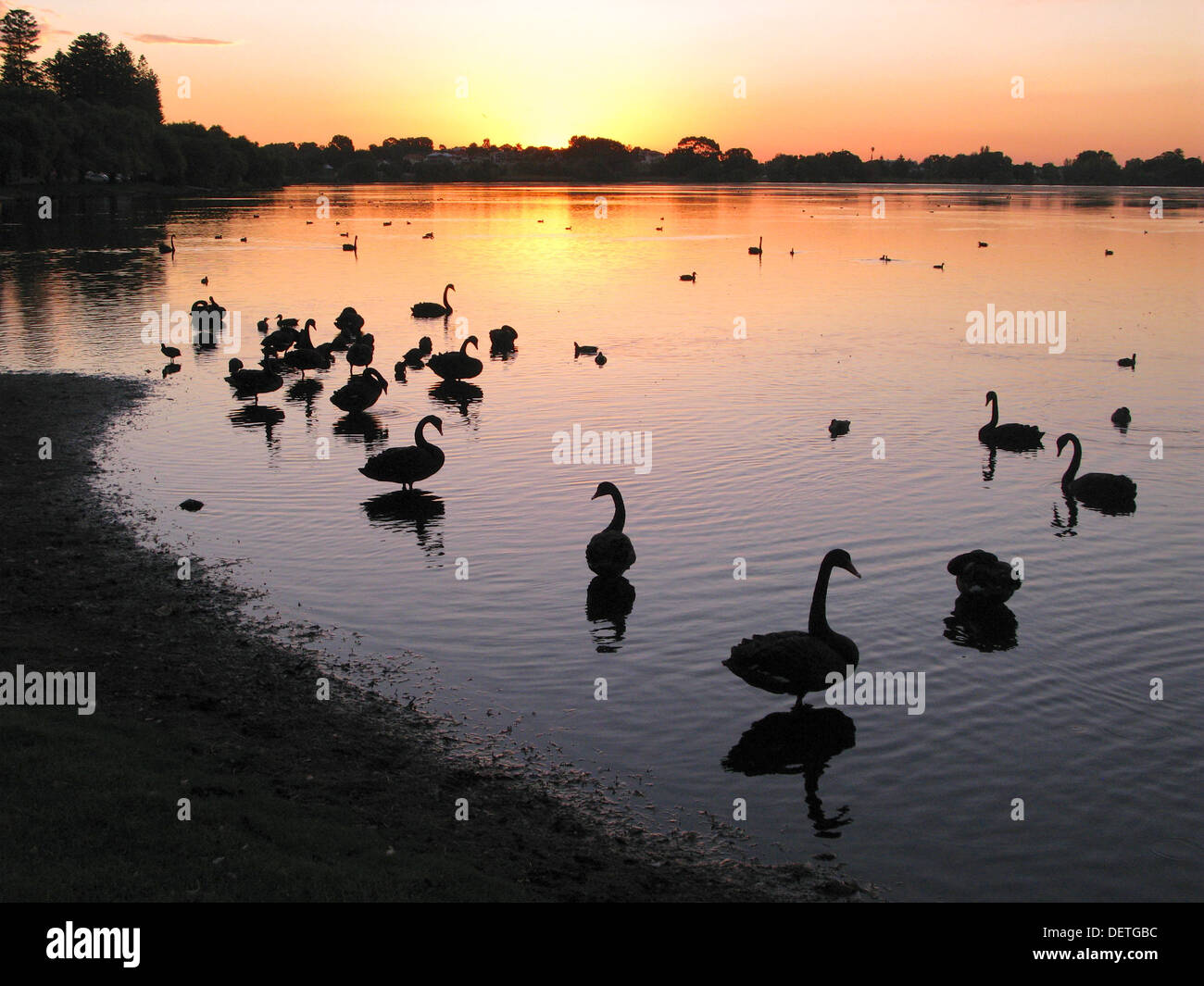 Wasservögel bei Sonnenuntergang am Lake Monger in Perth, Western Australia. Stockfoto