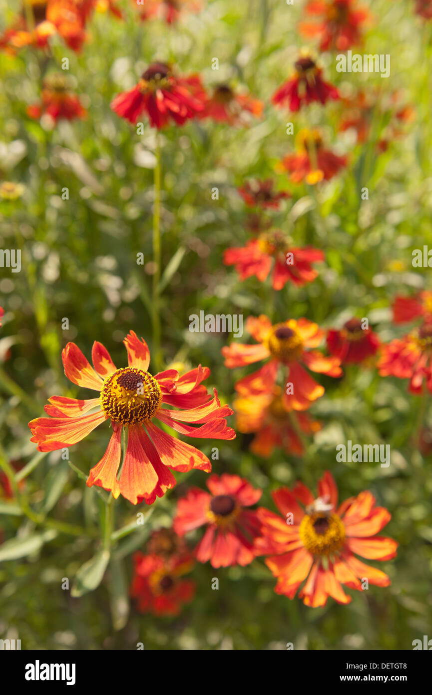 Brillanten Farben rot Helenium Moerheim Beauty oder Sneezeweed Blume Stockfoto