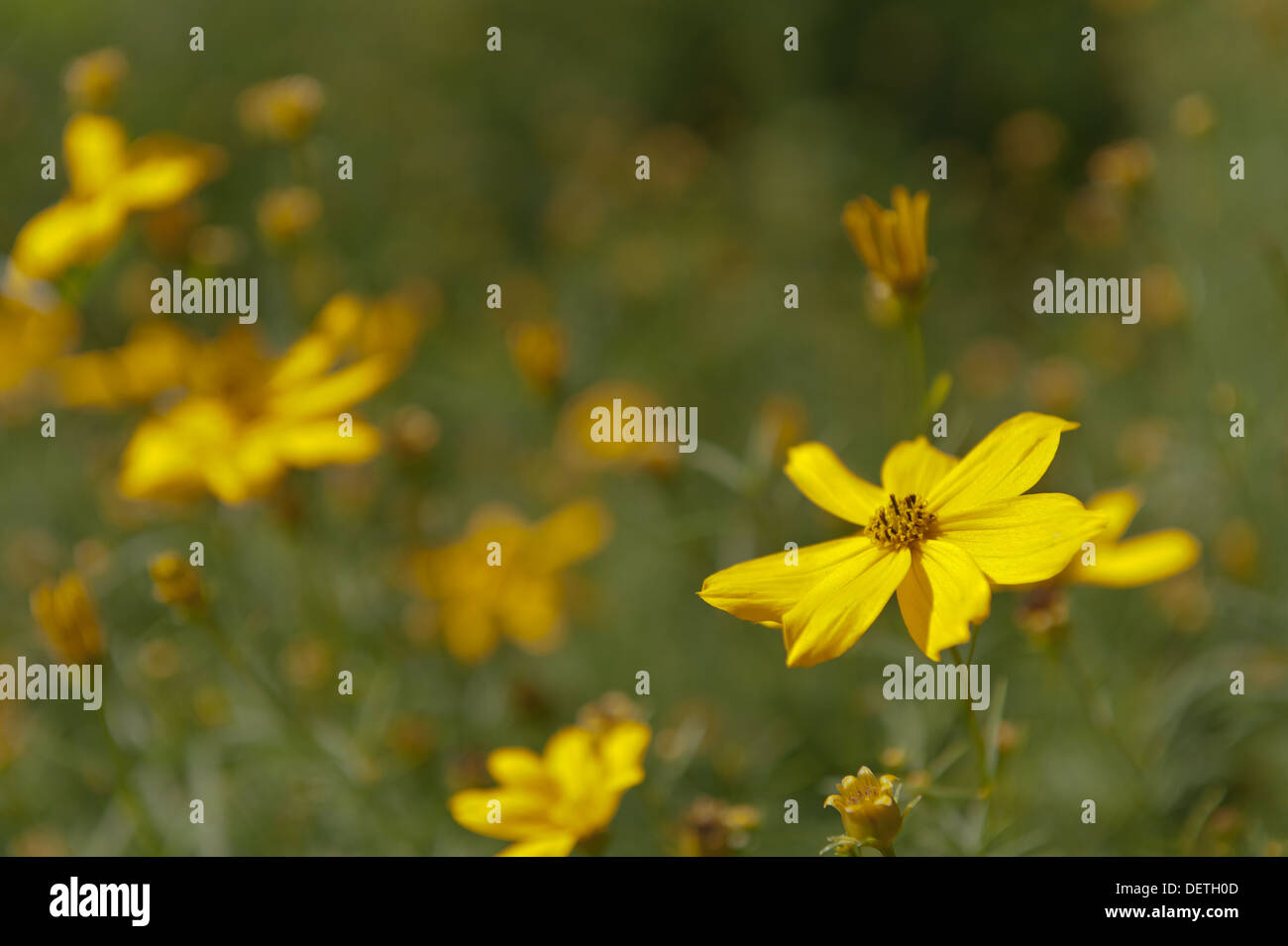 Coreopsis Verticillata Grandiflora brillante gelben Blüten im Sommer Stockfoto