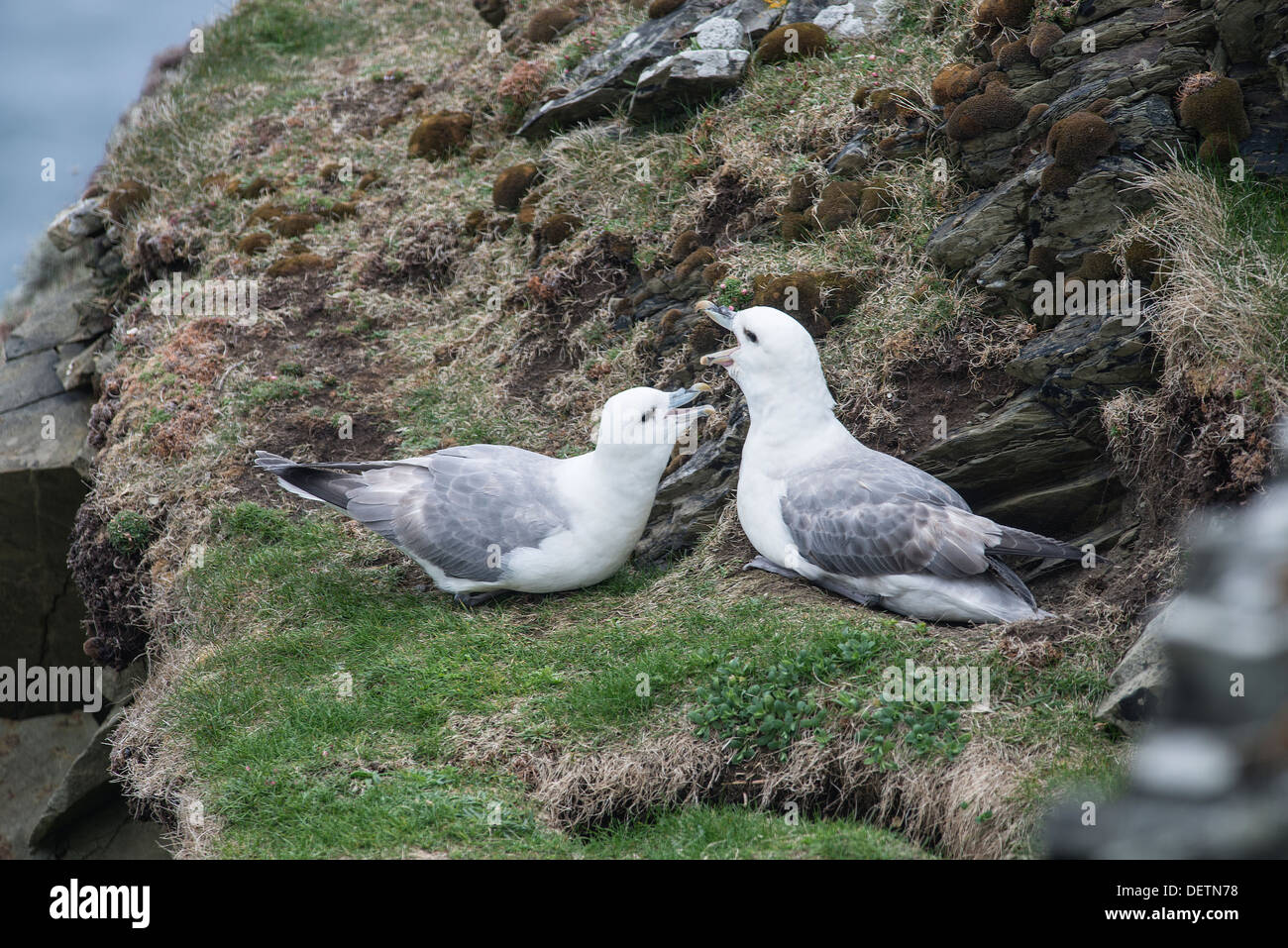 Fulmar: Fulmarus Cyclopoida. Paar auf Nest. Shetland, Schottland Stockfoto