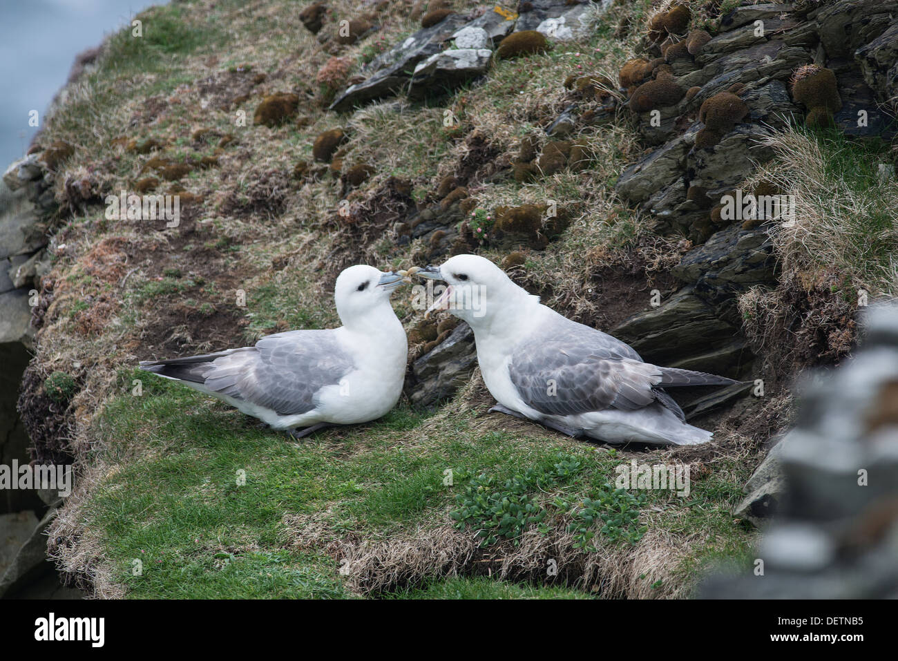 Fulmar: Fulmarus Cyclopoida. Paar auf Nest. Shetland, Schottland Stockfoto