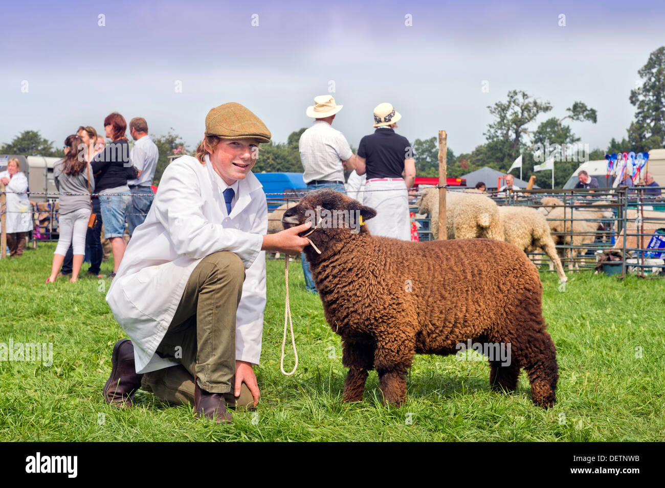 Ein Junge mit Schafen auf Berkeley, Gloucestershire Aug 2013 Stockfoto