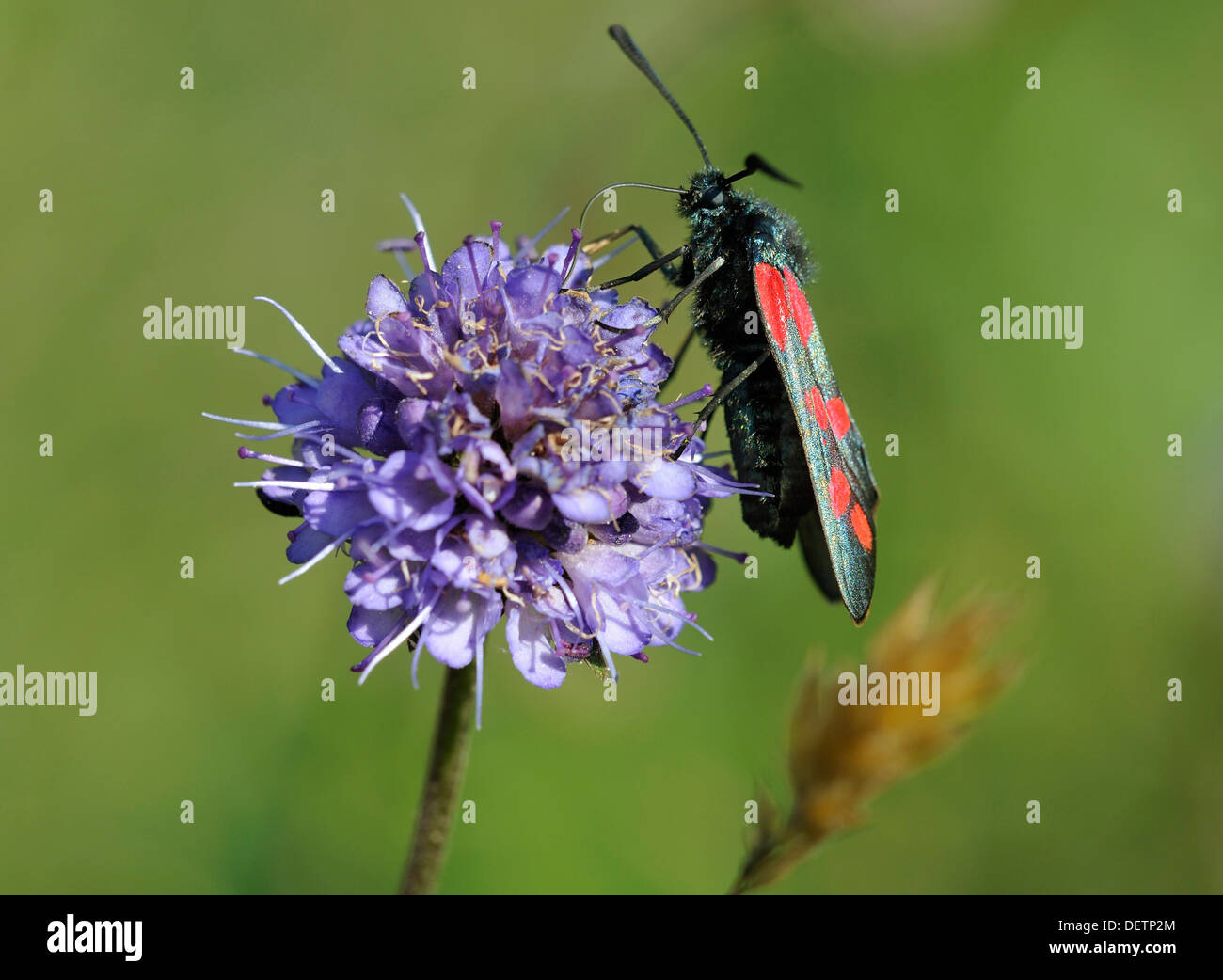 Sechs-Spot Burnet Motten - Zygaena Filipendulae Anglicola, Fütterung auf Devilsbit Witwenblume - Succisa pratensis Stockfoto