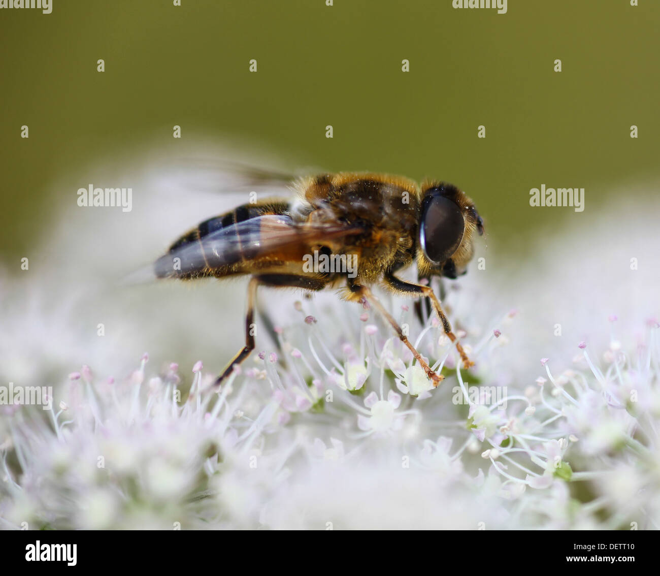 Eristalis Tenax ist eine europäische Hoverfly, auch bekannt als die Drohne fliegen oder dronefly Stockfoto