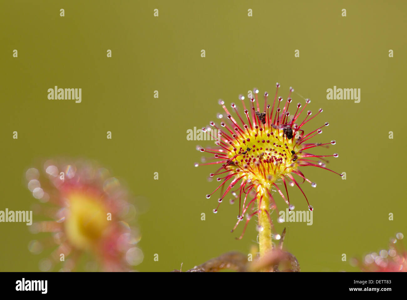 Runde rotblättrige Sonnentau; Drosera Rotundifolia; UK Stockfoto