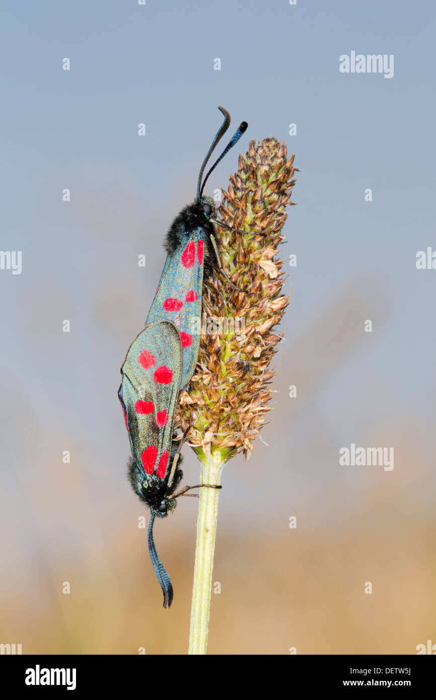 Sechs Spot Burnet Motten; Zygaena Filipendulae Stephensi; Sommer; UK Stockfoto