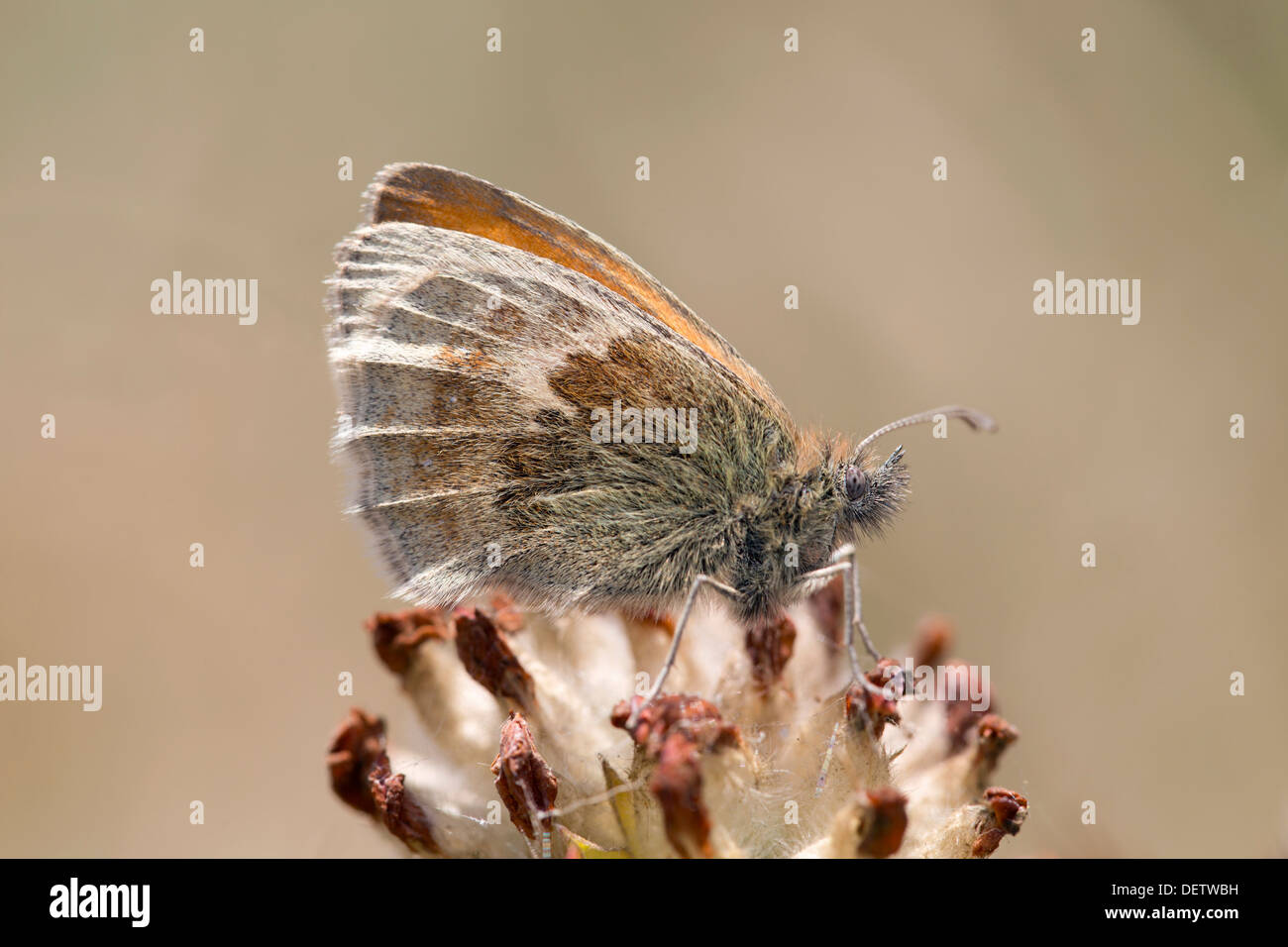 Kleine Heide Schmetterling; Coenonympha Pamphilus; UK Stockfoto