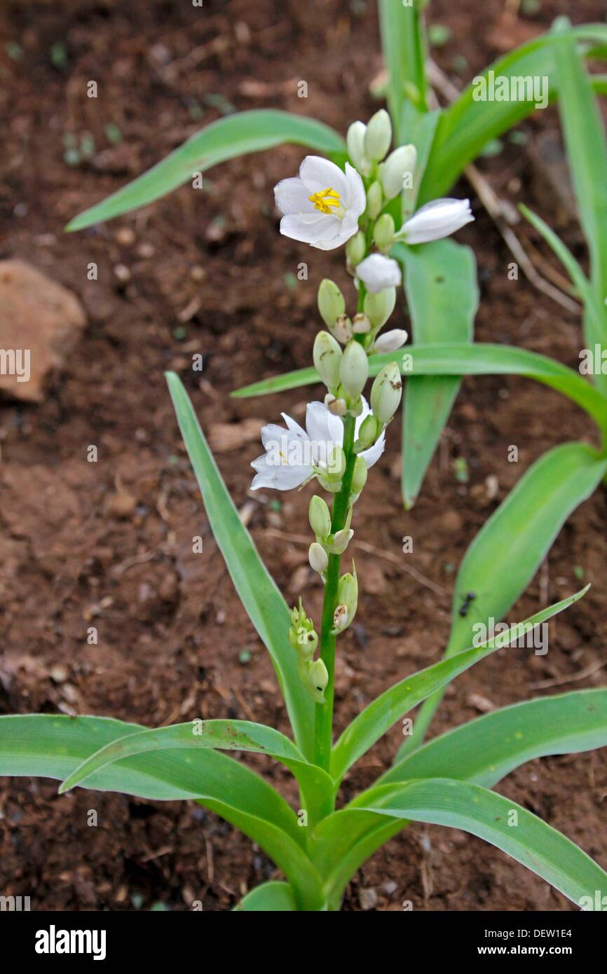 Chlorophytum tuberosum -Fotos und -Bildmaterial in hoher Auflösung – Alamy