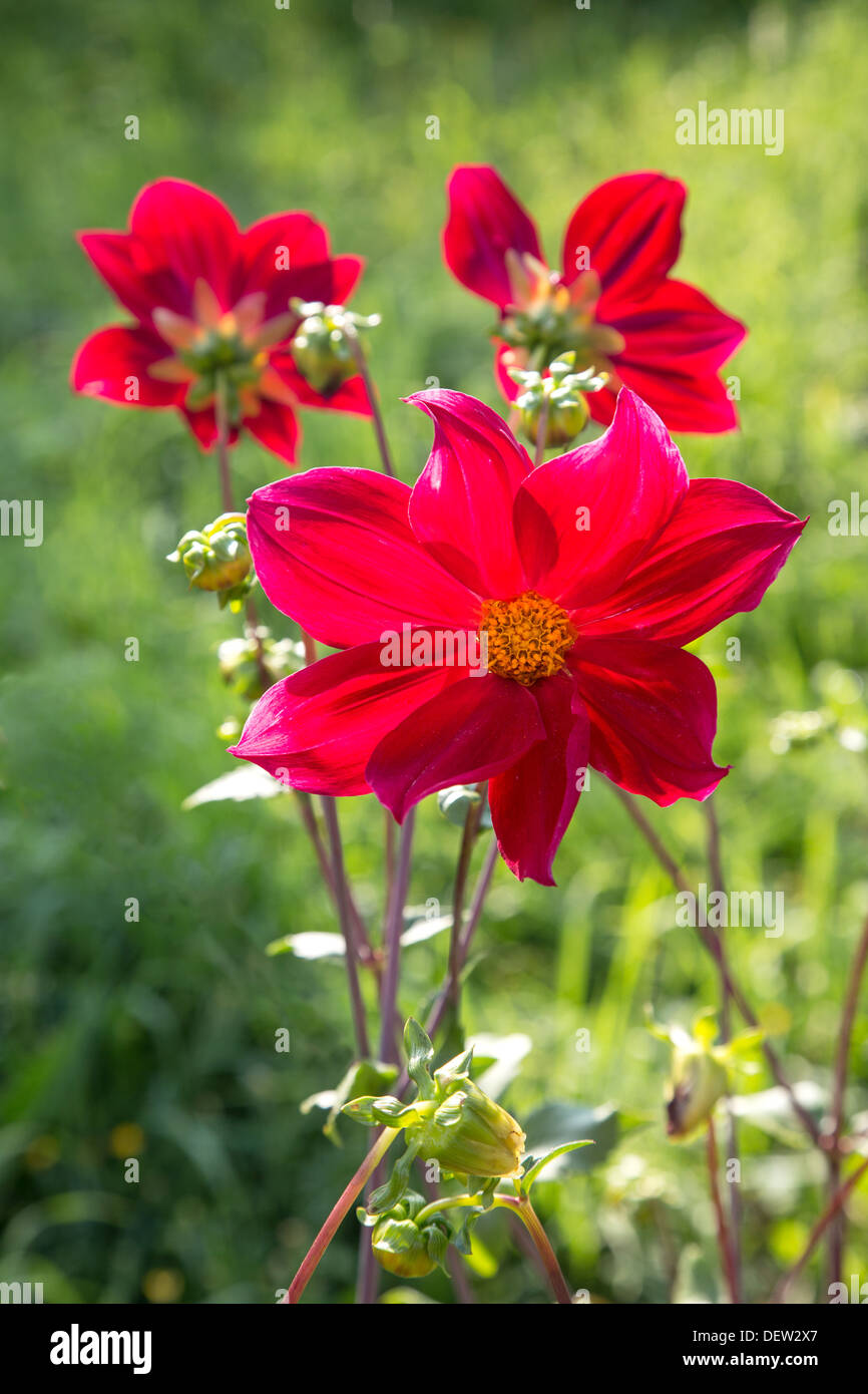 Rote Blumen Dahlien in einem Garten am Nachmittag Stockfoto