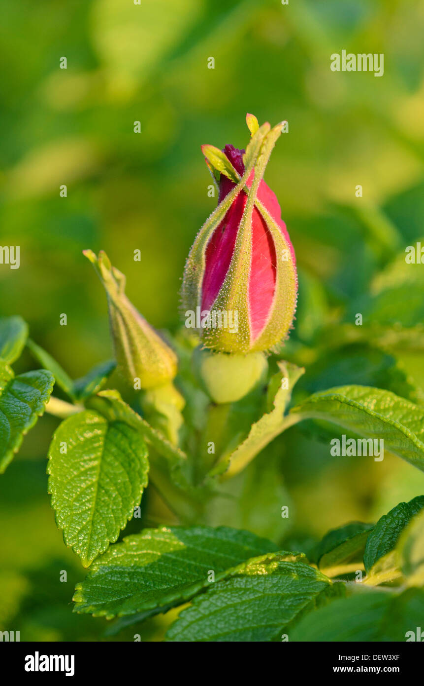 Japanische Rose (Rosa rugosa) Stockfoto