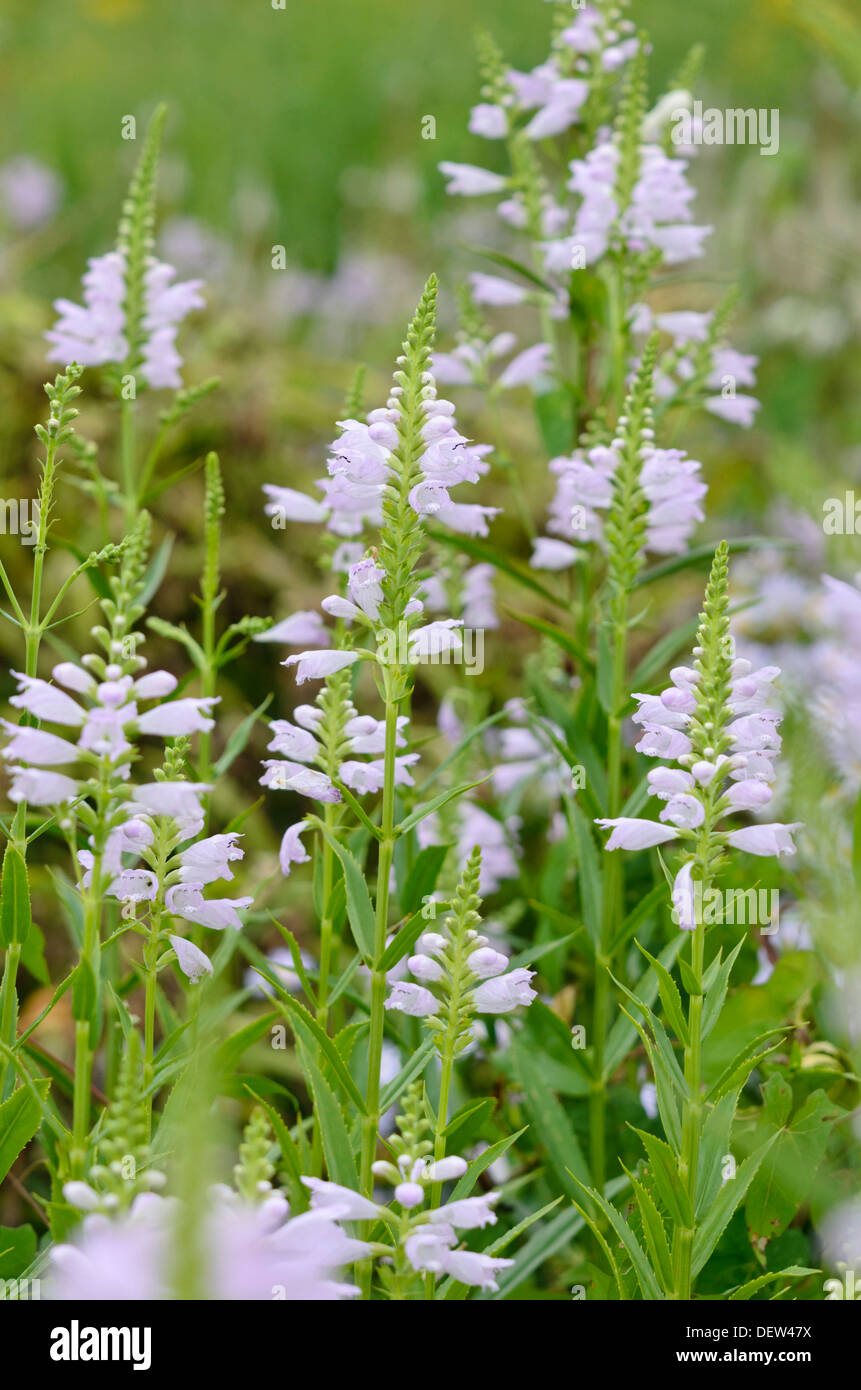 Gehorsam Anlage (physostegia virginiana) Stockfoto