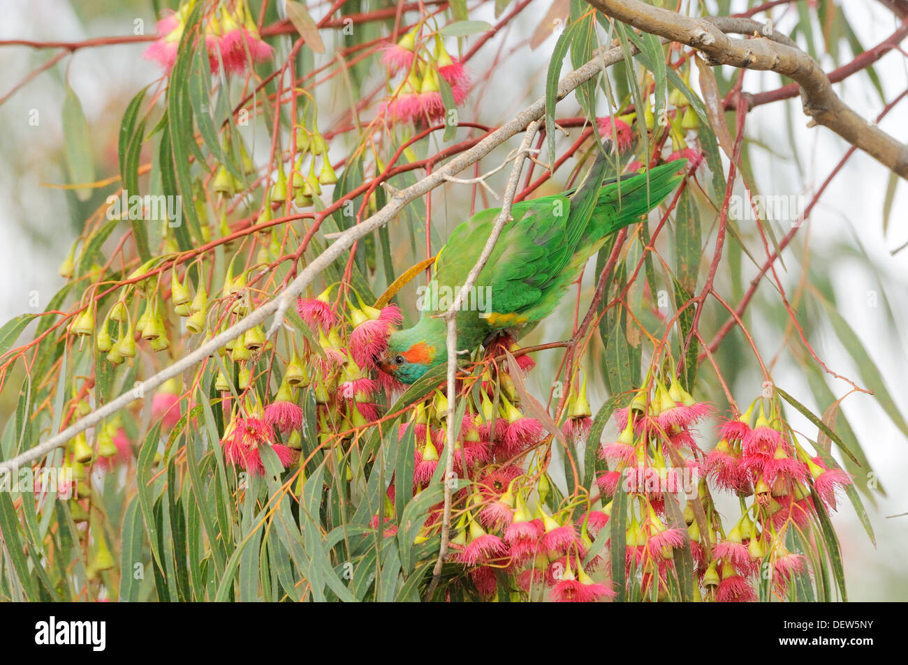 Moschus Lorikeet, Glossopsitta Concinna fotografiert in Tasmanien, Australien Stockfoto