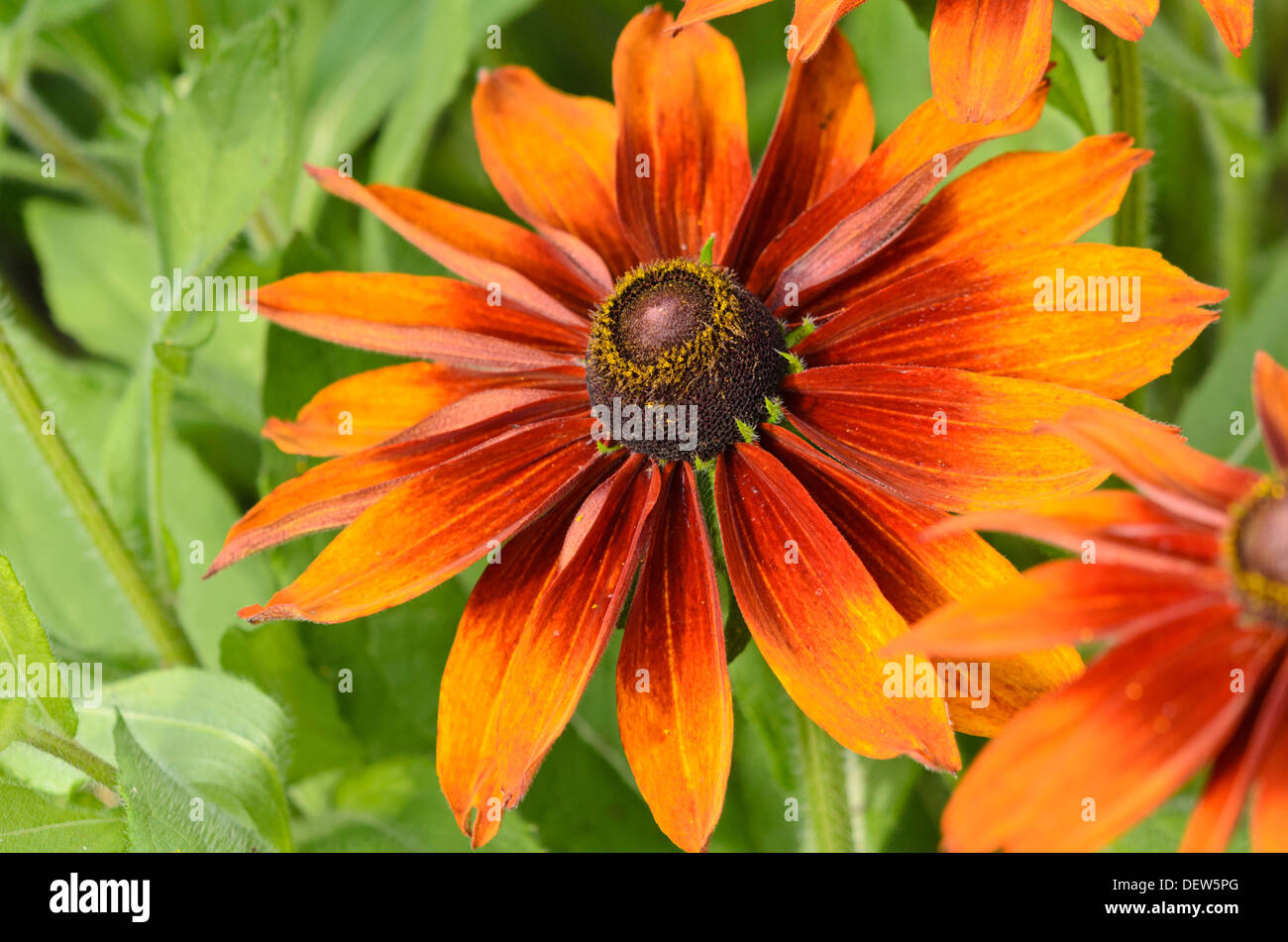 Black-Eyed Susan (Rudbeckia hirta 'Cappuccino') Stockfoto