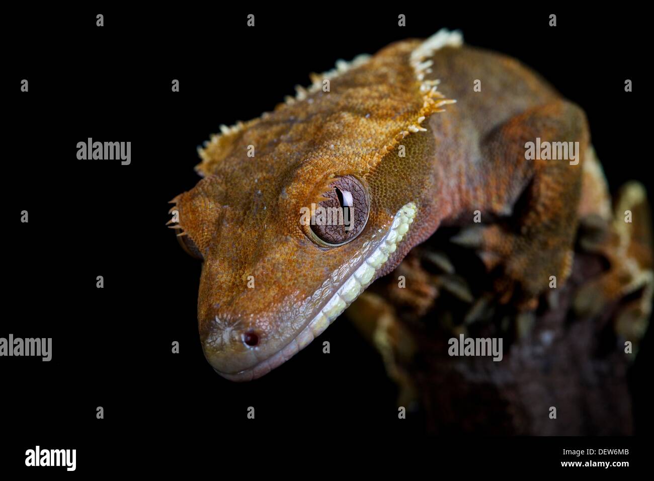 Gefangenschaft, Private Sammlung Crested Gecko Stockfoto