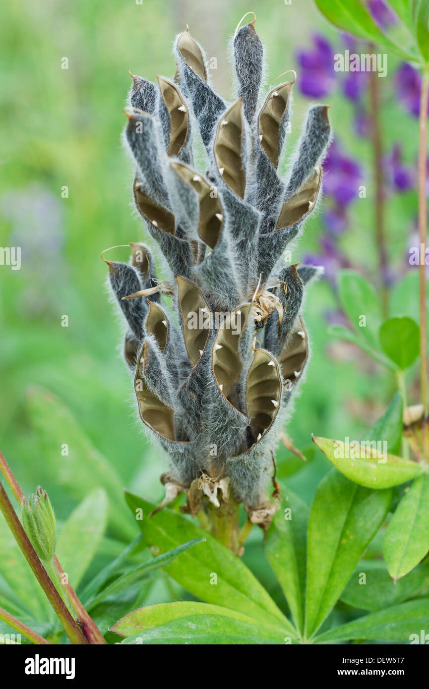 Lupinen Samen an der Pflanze Stockfoto, Bild 60790471 Alamy