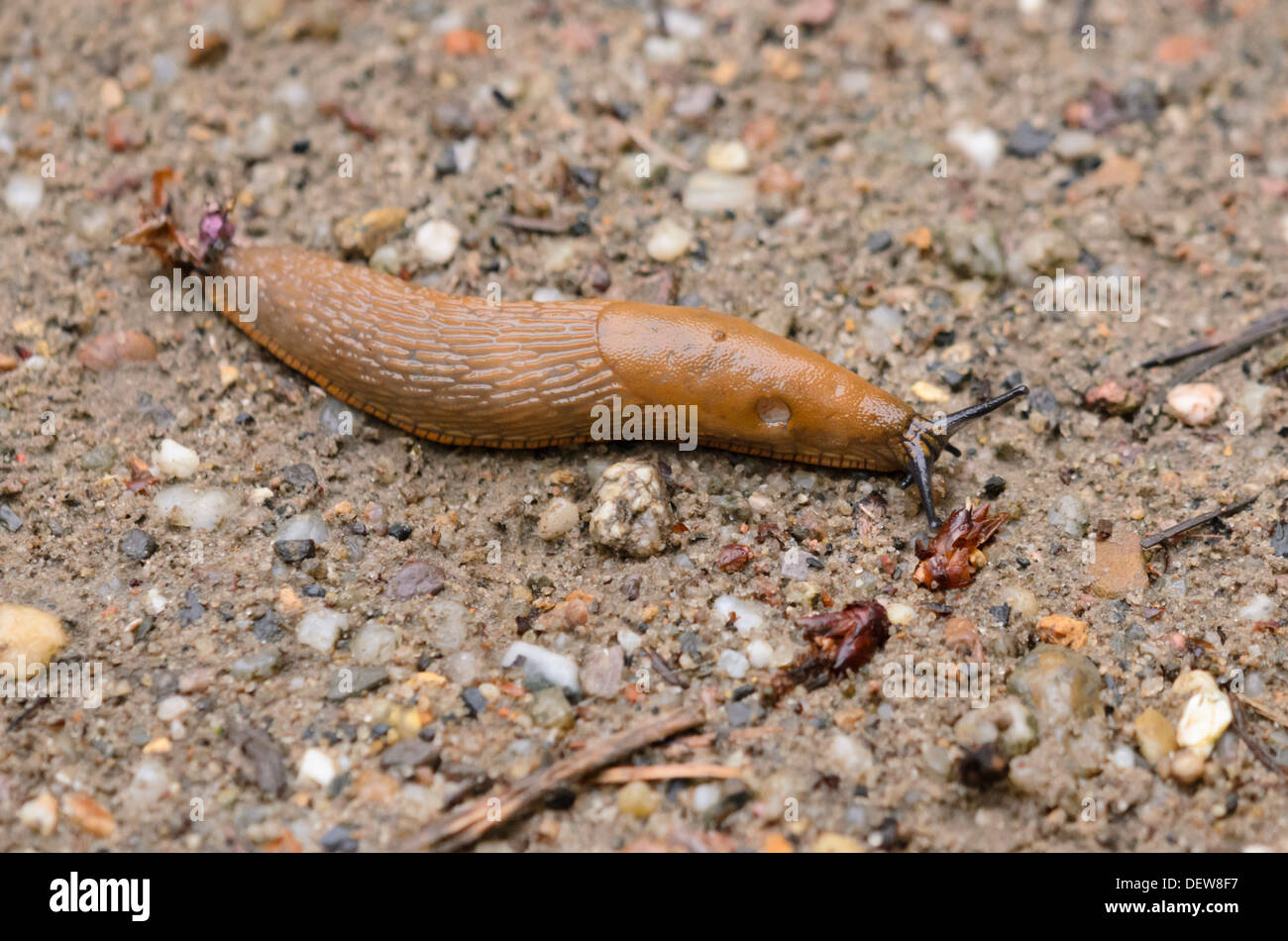 Spanisch slug (Arion vulgaris, Syn. Arion lusitanicus) Stockfoto