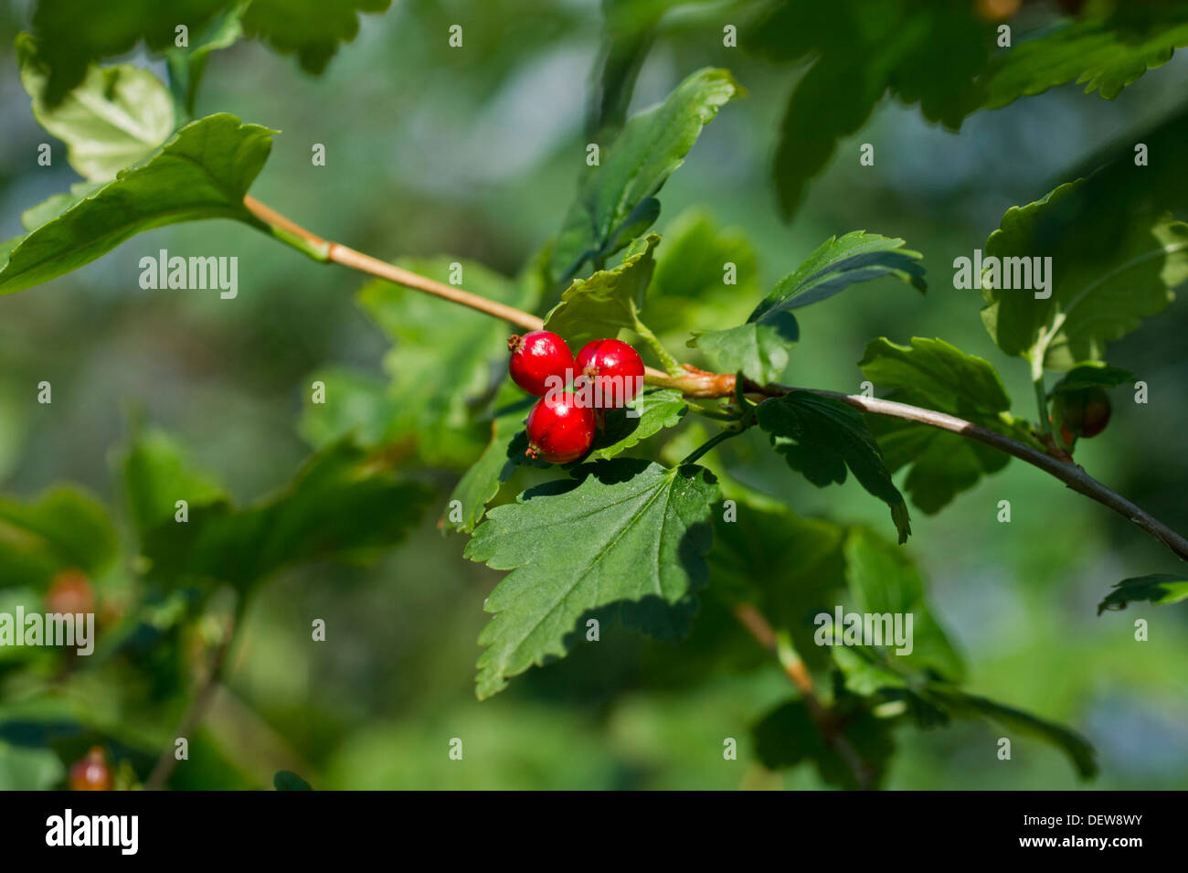 Ribes alpinum Stockfoto