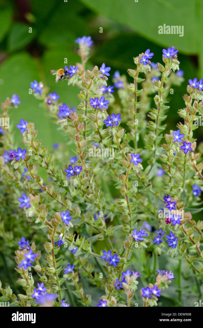 Alkanet (alkanna Dolmetsch syn. alkanna tuberculata) Stockfoto