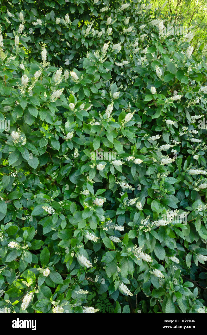 Paprika bush (clethra Alnifolia) Stockfoto