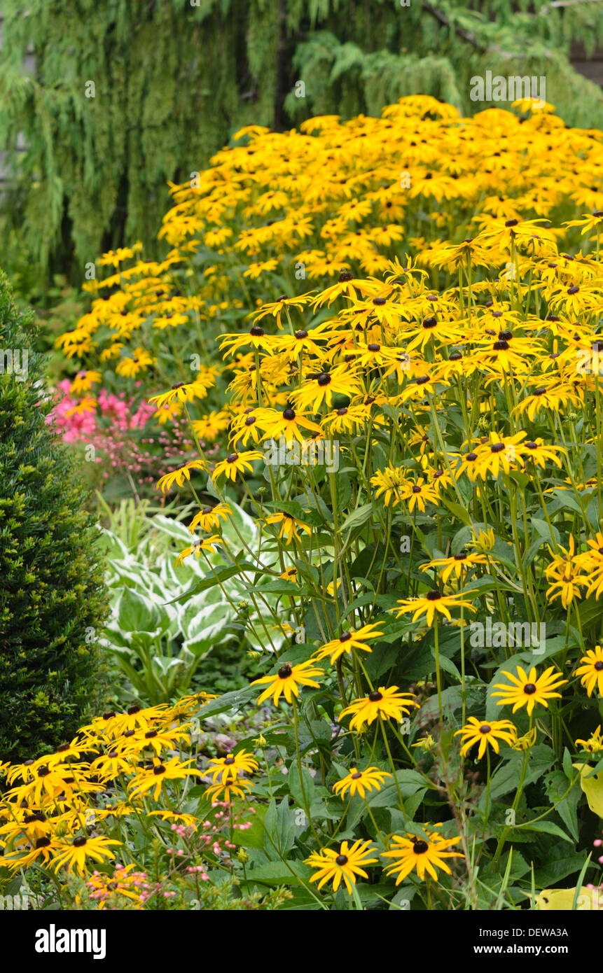 Orange kegel Blüte (Rudbeckia fulgida) Stockfoto