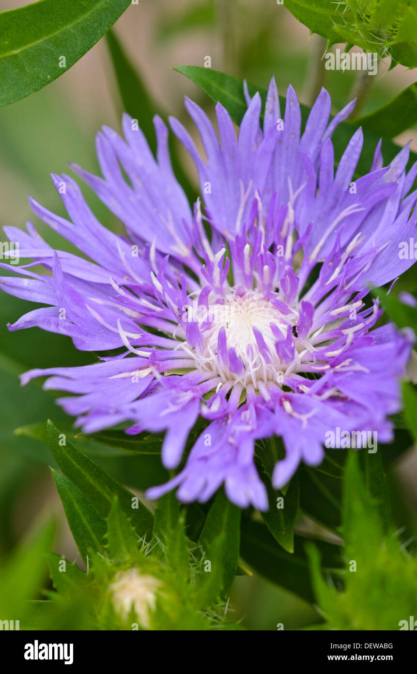 Stokes aster Purple (Stokesia laevis 'Sonnenschirm") Stockfoto