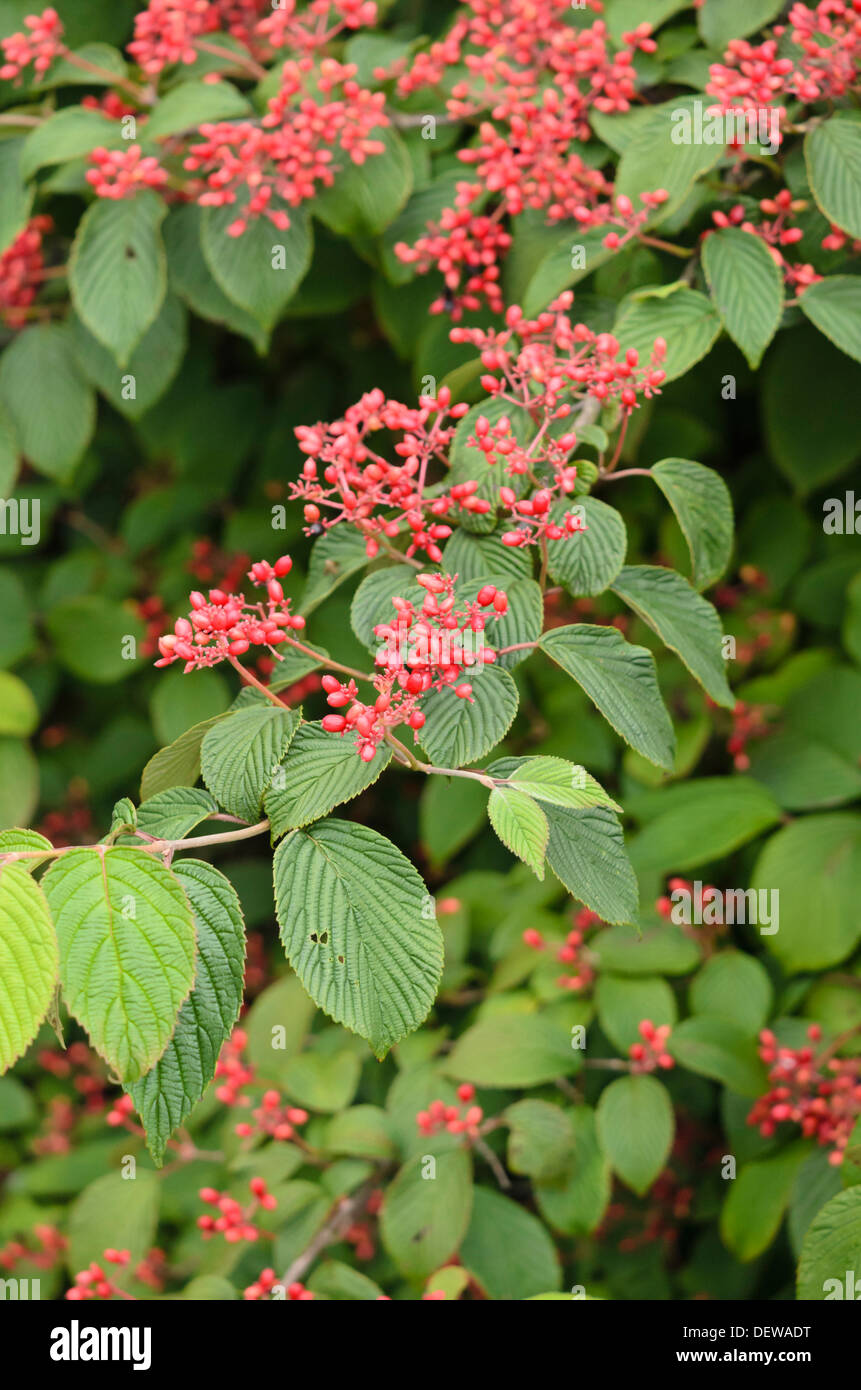 Japanischer Schneeball (Viburnum plicatum ummer Snowflake') Stockfoto