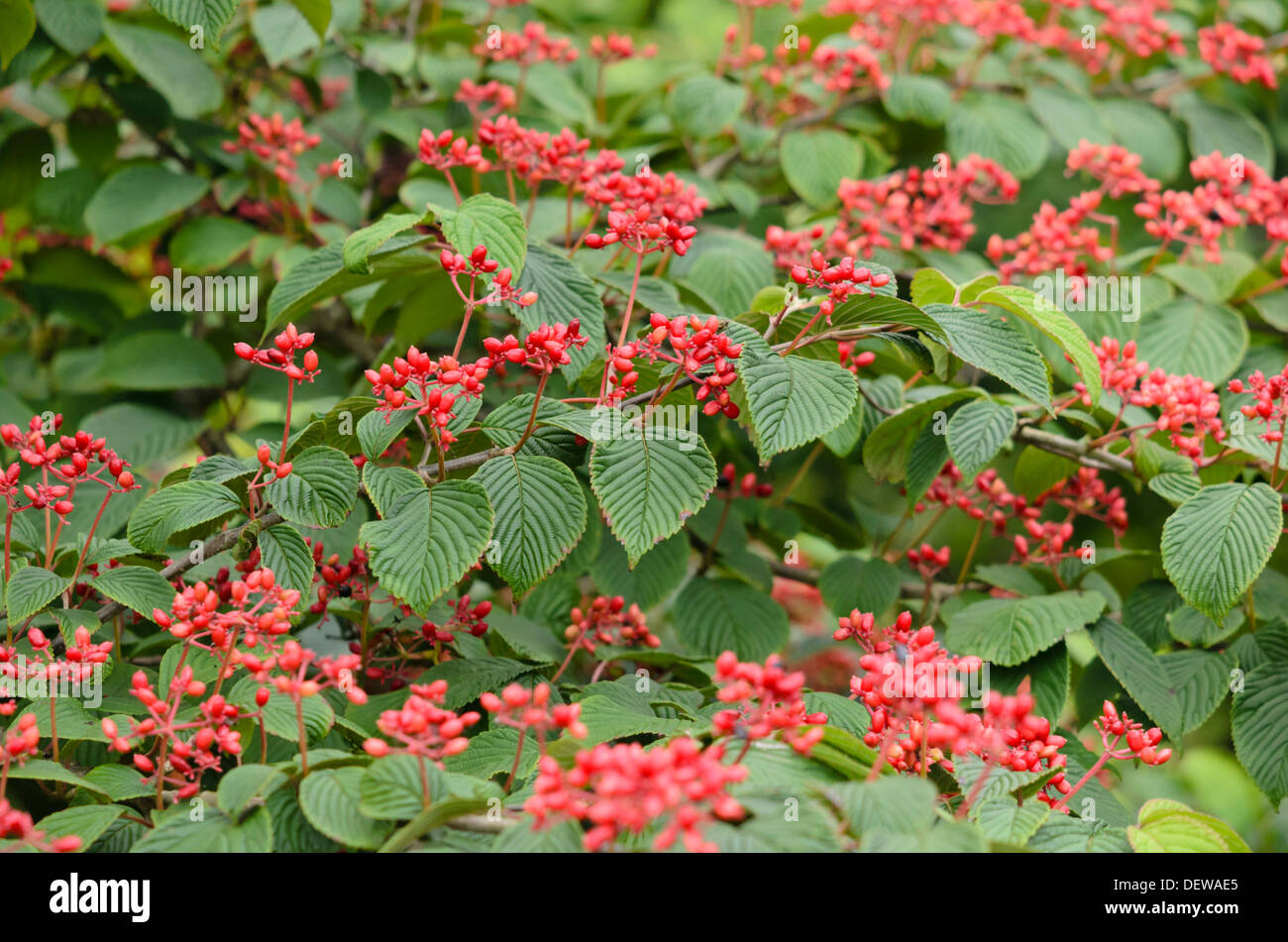 Japanischer Schneeball (Viburnum plicatum ummer Snowflake') Stockfoto