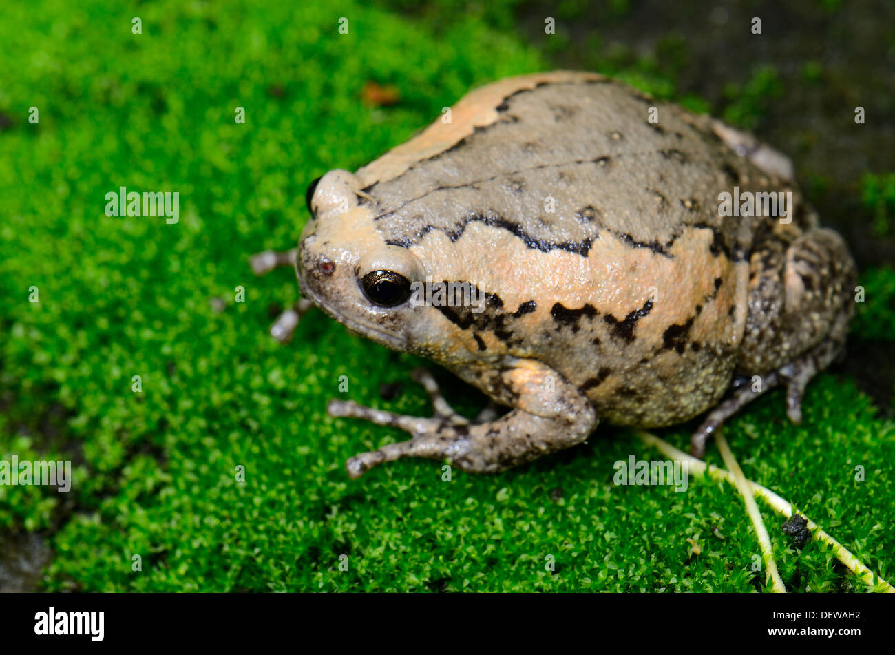 schöne weibliche gemalt Bullfrog (Kaloula Pulchra) auf dem Boden Stockfoto