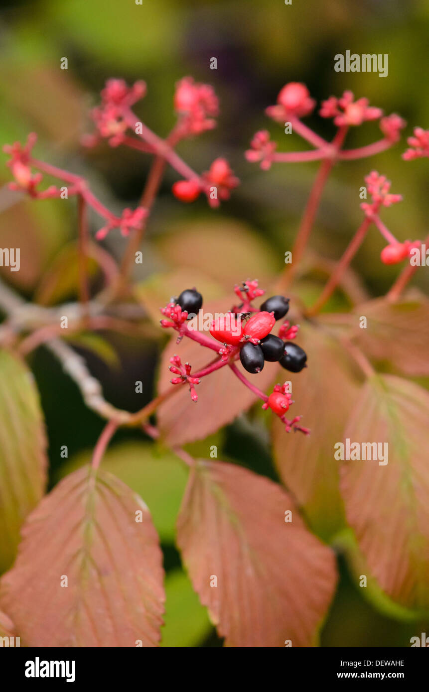 Japanischer Schneeball (Viburnum plicatum "lanarth') Stockfoto