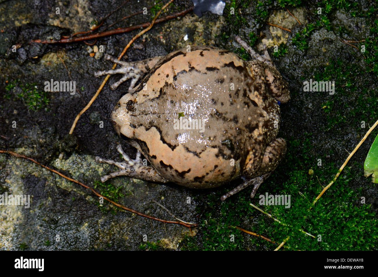 schöne weibliche gemalt Bullfrog (Kaloula Pulchra) auf dem Boden Stockfoto